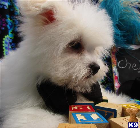 Puppykisses Picture 3